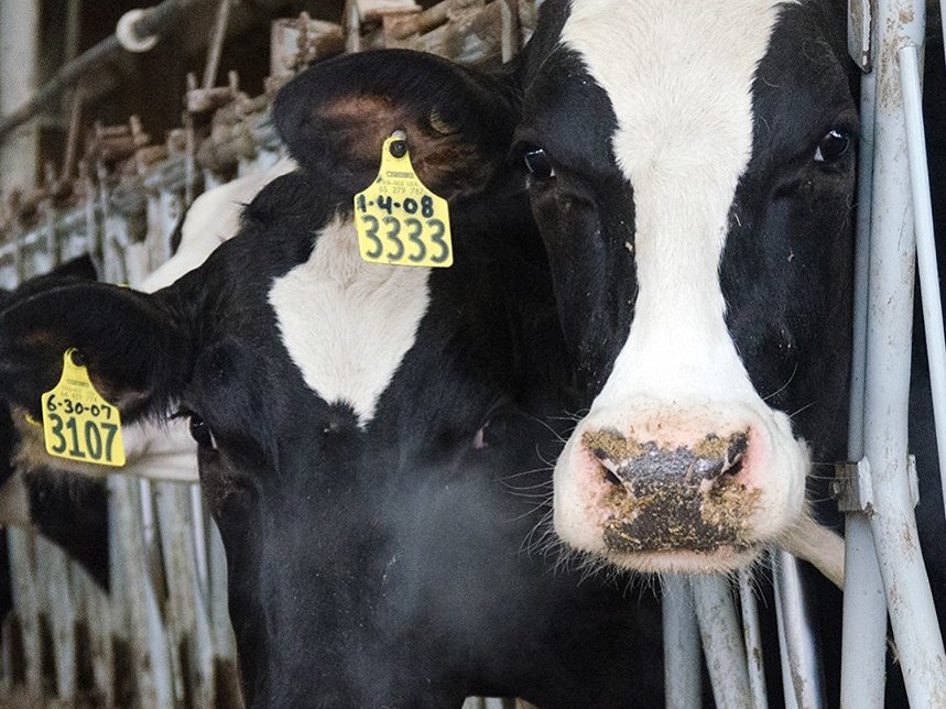 Importance of Balanced Nutrition for Cattle