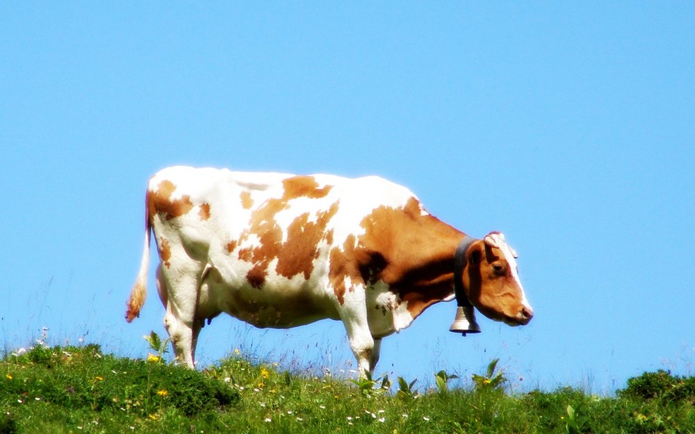 Best Feed for Increasing Milk Production