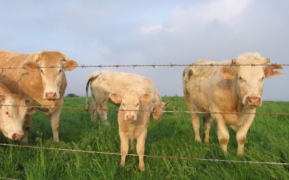 Common Animal Nutrition Mistakes