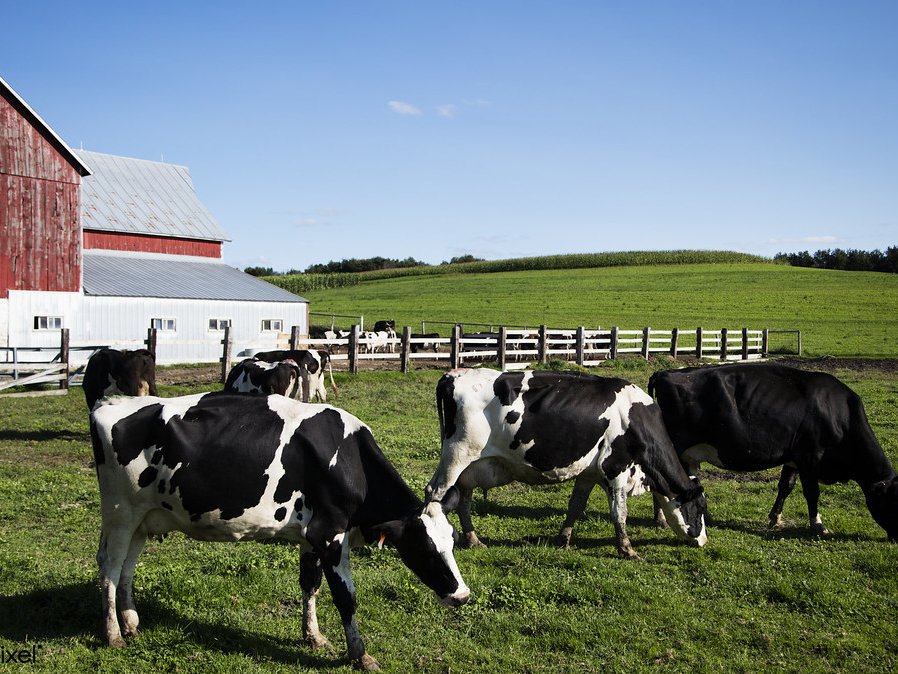 KH Nutrix premium dairy cattle feed